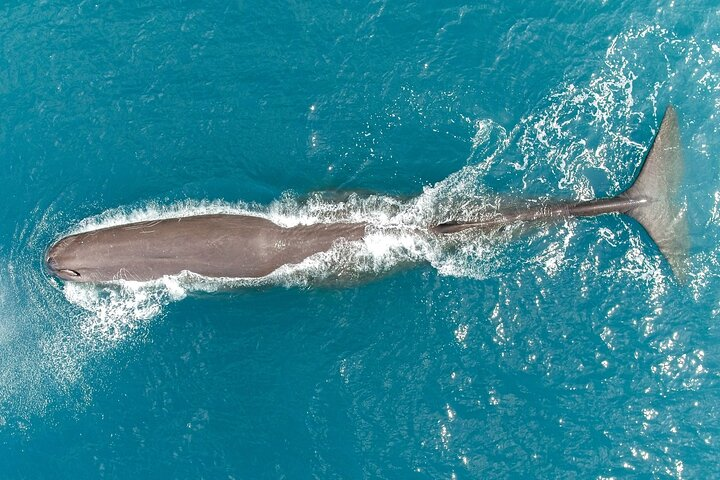 Kaikōura Whale Watching Scenic Flight (40 Minutes) - Photo 1 of 9